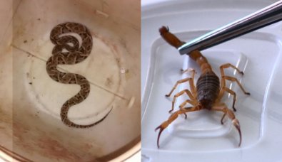 Em Cuiabá, 700 pessoas são picadas por cobras e escorpiões
