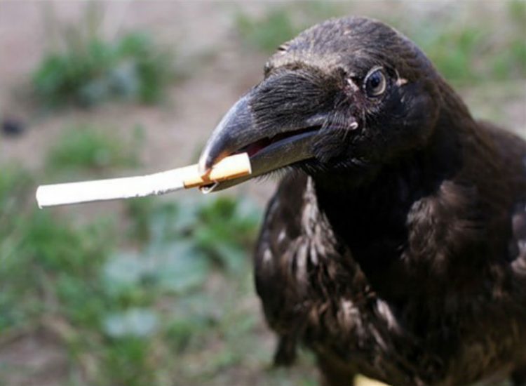 Corvos são treinados para catar bituca de cigarro em troca de comida na Suécia