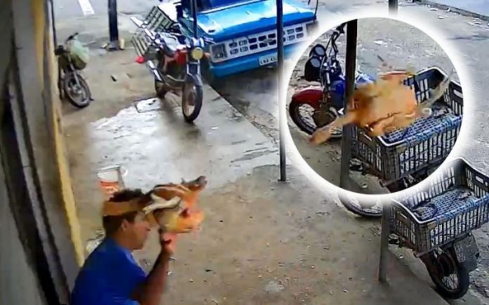 Homem joga frango abatido contra assaltante para evitar fuga