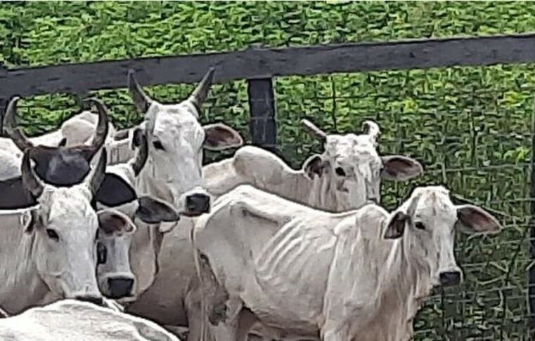 Mais de 430 cabeças de gado são resgatadas com desnutrição em fazenda de MS