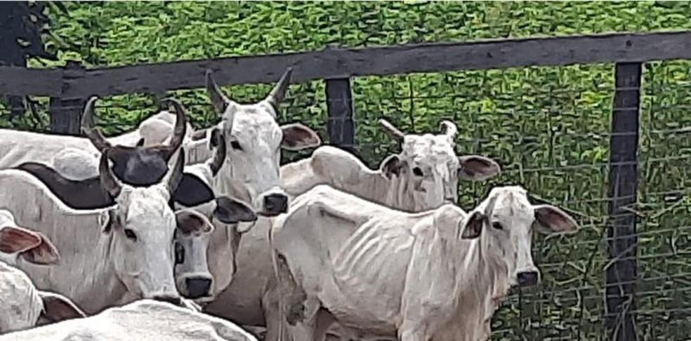 Mais de 430 cabeças de gado são resgatadas com desnutrição em fazenda de MS