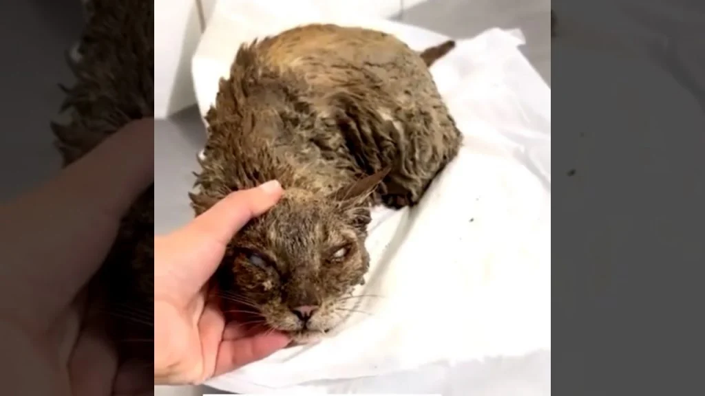 Gato mergulhado no cimento em Goiânia é fêmea e está grávida, diz ONG