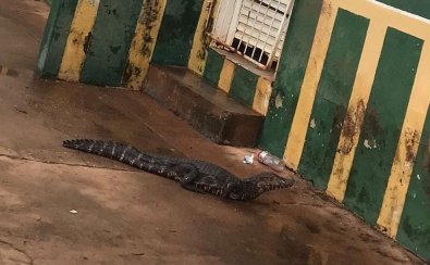 Jacaré causa pânico em escola de Cuiabá