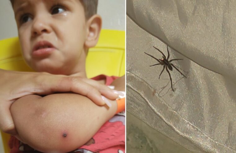 Menino é internado após ser picado por aranha em Aparecida de Goiânia