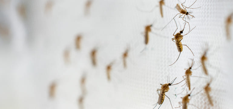 Descoberta genética esteriliza mosquitos e pode ser alternativa aos inseticidas comuns