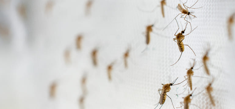 Novos supermosquitos podem levar malária para zonas urbanas