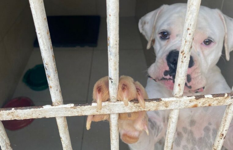 Operação resgata 30 cães que eram explorados para comércio de bolsas de sangue na Grande BH