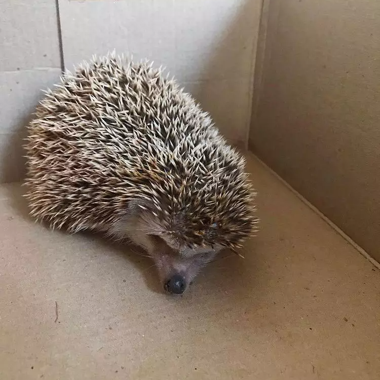 Porco espinho é capturado em avenida de Guarantã do Norte