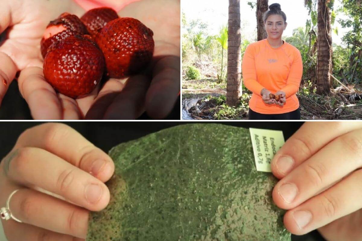 Estudante maranhense de 17 anos cria bioplástico feito de buriti, planta típica da Amazônia
