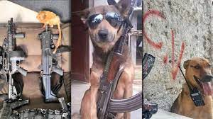 Polícia Civil investiga perfil em rede social que exibe animais ao lado de fuzis