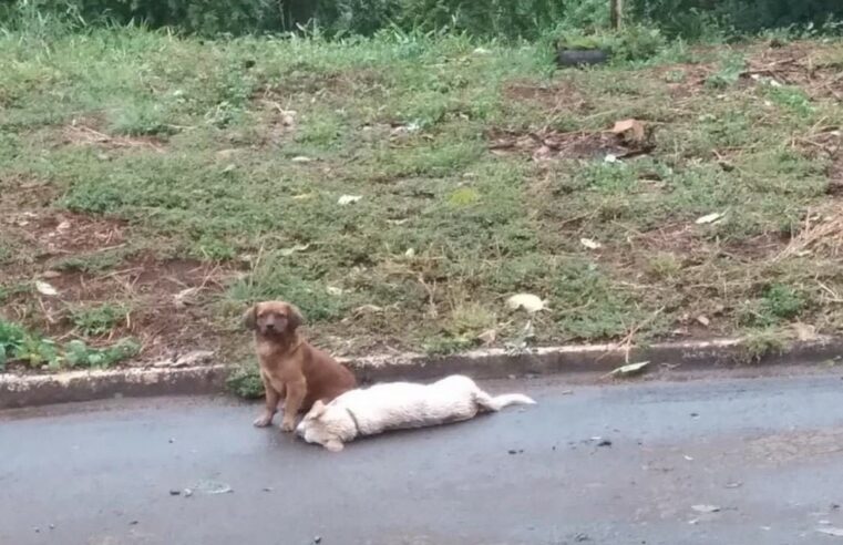 Cão fica mais de 24 horas ao lado de corpo de animal que morreu atropelado em SC