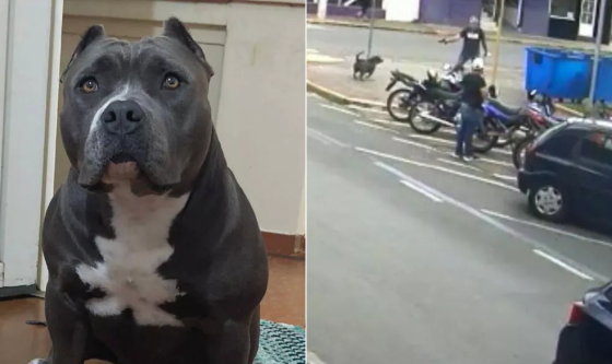 Homem saca arma e atira em cadela no meio da rua em SP