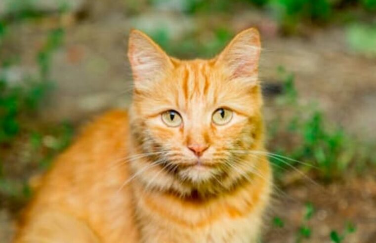 Mulher mata gato enforcado e manda vídeo para a mãe