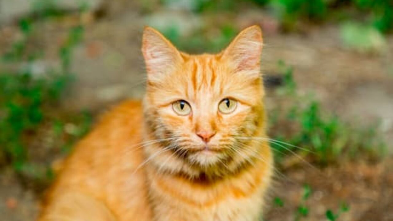 Mulher mata gato enforcado e manda vídeo para a mãe