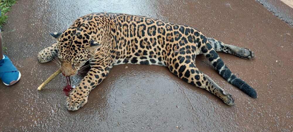 Onça-pintada morre após ser atropelada na BR-163 em Guarantã do Norte