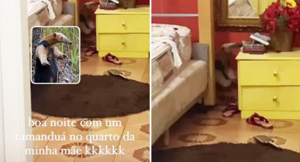 Tamanduá invade casa em Cuiabá e é confundido com ladrões