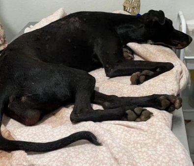 Cadela estuprada não resiste e morre em clínica veterinária em MT