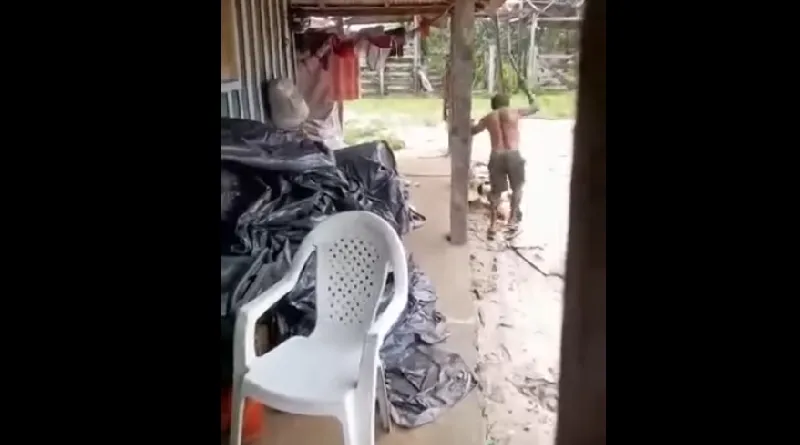 Homem mata cão a pauladas após o animal cruzar com sua cadela em Comunidade de Itaituba