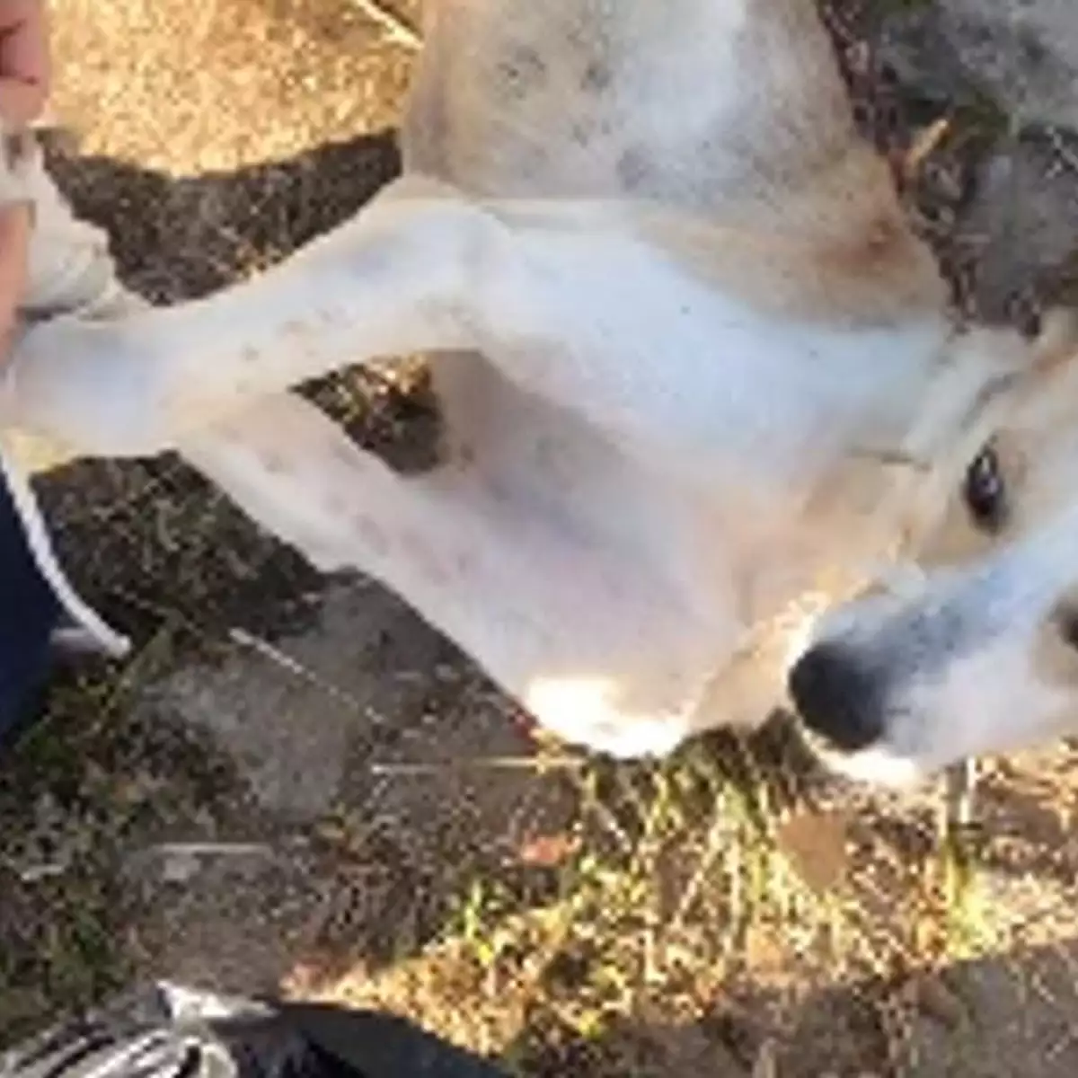 Idosa é presa após amarrar cão em saco e pedir que joguem o animal no rio