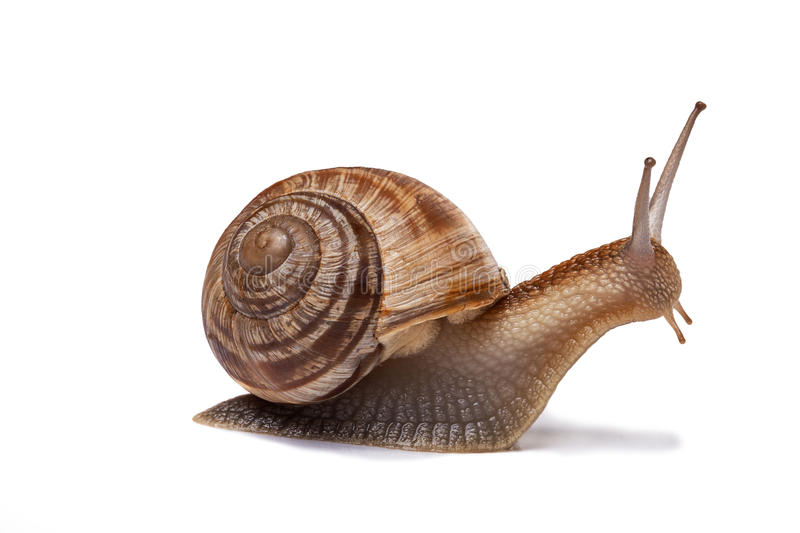 Veneno de perigoso caracol é capaz de aliviar dores intensas