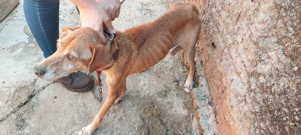 8 cães são encontrados em situação de maus-tratos em Leme e donos são multados em R$ 48 mil