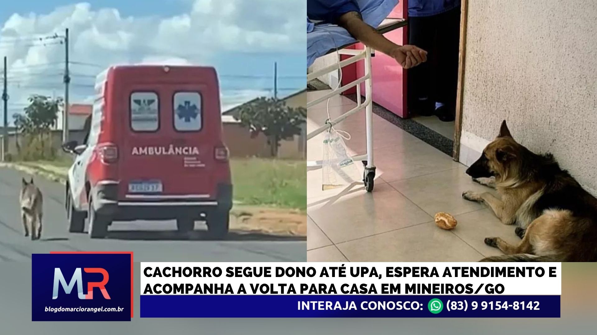 Cachorro segue dono em ambulância e o escolta até a volta para casa