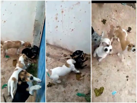 Filhotes são abandonados em quitinete e tentam matar uns aos outros para comer