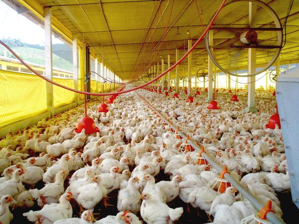 Canadá emite alerta sobre gripe aviária
