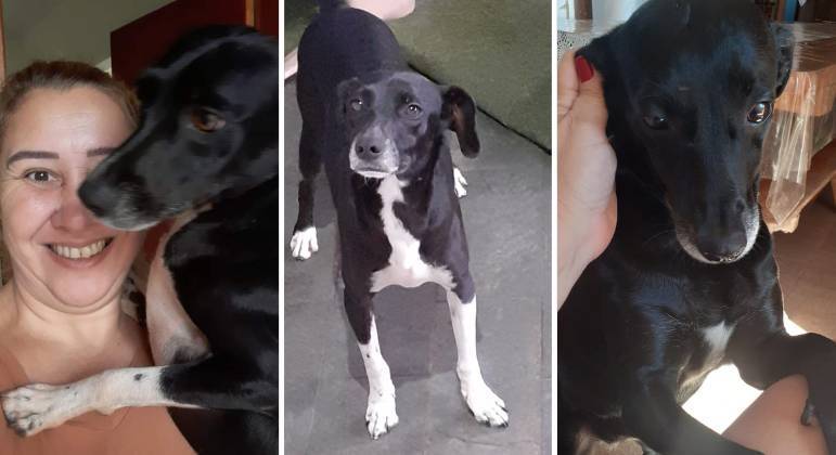 Vizinha reclama de latidos e Justiça obriga dona de três cachorros a tirar os animais de casa