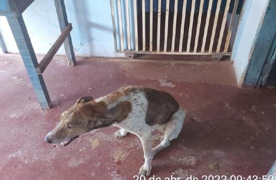 Irmãos deixam cachorros morrerem de fome e sede em Cuiabá