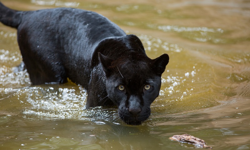 ‘Lei da Onça’ prevê indenização a pecuaristas que tiverem prejuízo com ataques ao rebanho em MT