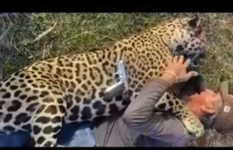 Fazendeiro que aparece em vídeo abraçado com onça morta a tiros no Pantanal de MT tem prisão decretada e está foragido
