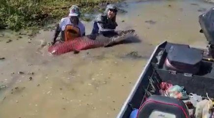 Empresário fisga pirarucu gigante de 150 kg em área represada por usina no Rio Teles Pires em MT
