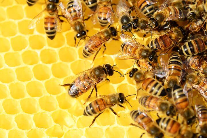 Enxame de abelhas atacam e pessoas vão parar no hospital em Guarantã do Norte