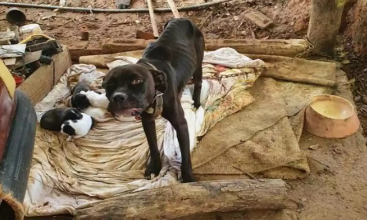 Ossos à mostra: homem é preso suspeito de deixar 13 cães sem comida em MG
