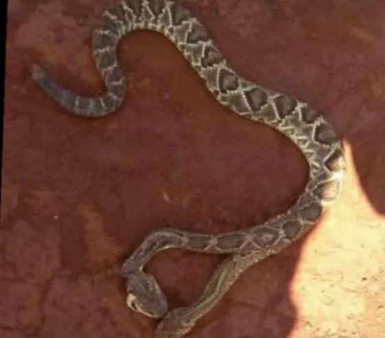 Cascavel de duas cabeças surge em Mato Grosso e assusta