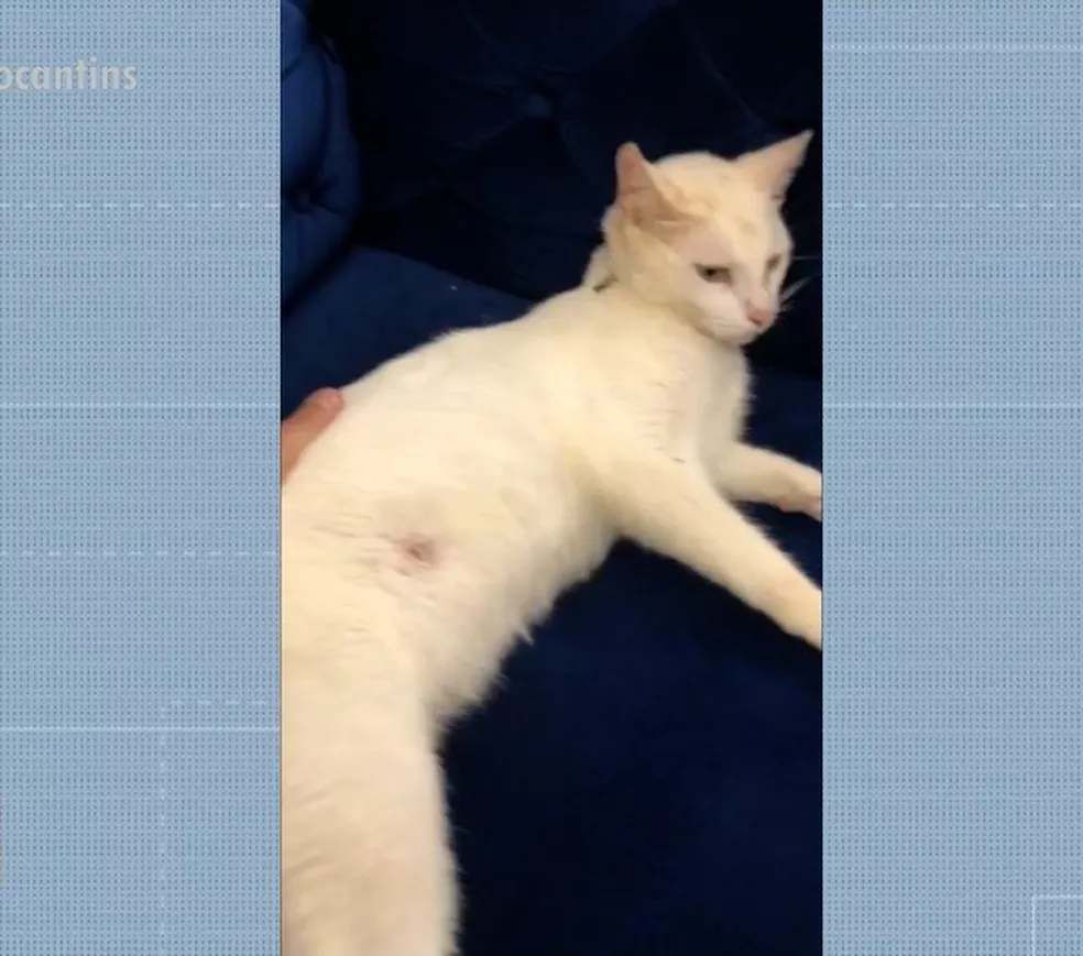 Gato é baleado e sobrevive ao terceiro ataque dentro de condomínio em Palmas