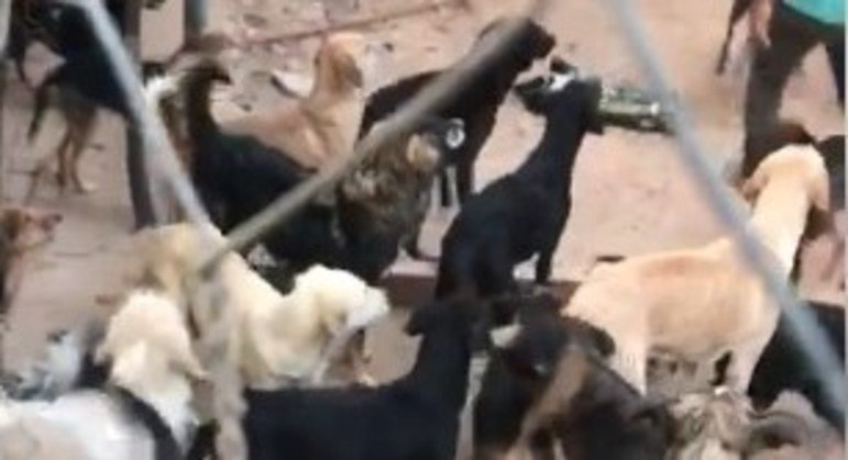 Polícia acha cães e gatos mortos armazenados em freezer no DF