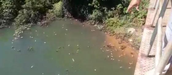 Milhares de peixes aparecem decepados em Manso