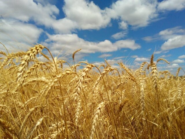 Índia anuncia proibição das exportações de trigo