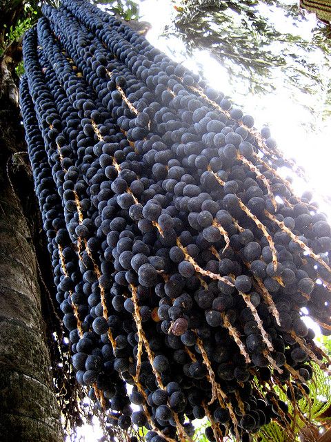 Condenado por furtar cachos de açaí para se alimentar é absolvido após 4 anos, no Amapá