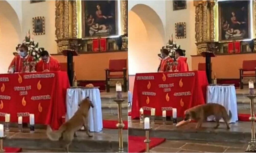 Vira-lata entra em igreja durante missa e furta pão que seria distribuído aos fiéis