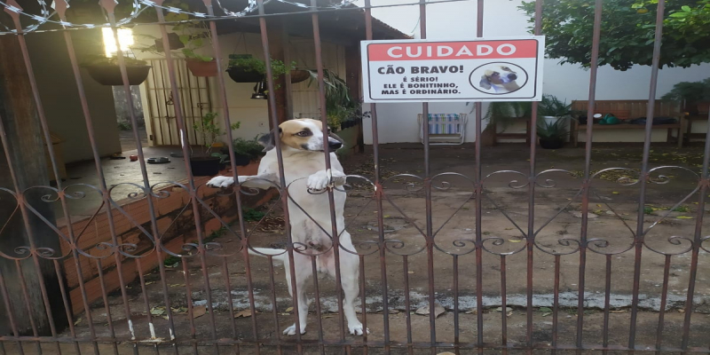 Família coloca placa para alertar sobre cachorro bravo e viraliza: ‘bonitinho mas ordinário