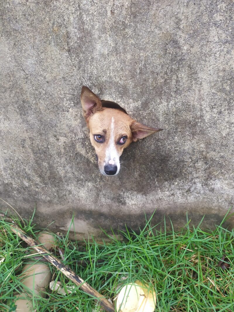 Cachorro prende cabeça em buraco no muro e é socorrido pelos Bombeiros em Guarantã do Norte