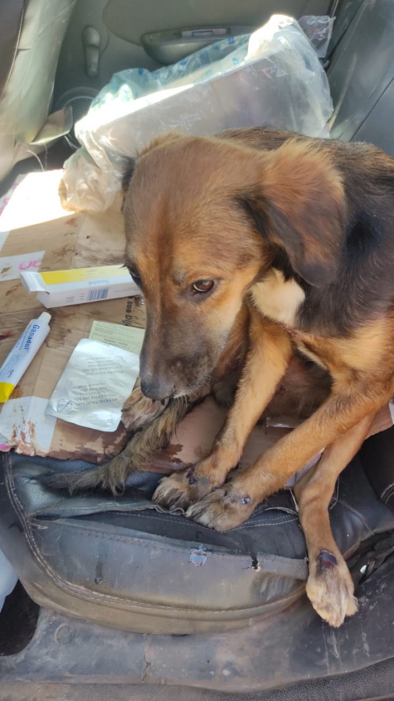 Idoso é preso em Goiânia após arrastar cadela amarrada a motocicleta