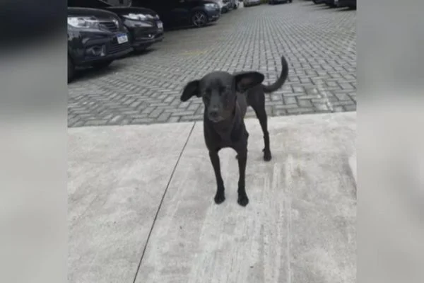 Cachorro vira mascote em delegacia após acompanhar dono durante prisão