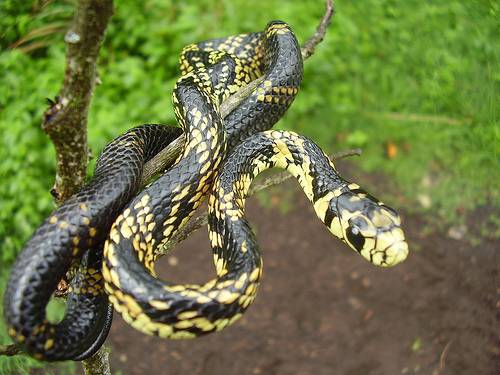Cobra ‘mais rápida do Brasil’ é capturada dentro de sala em maternidade no Amapá