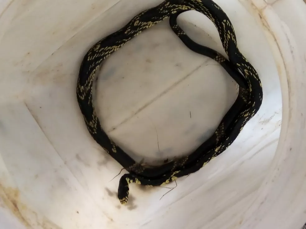 Cobra ‘mais rápida do Brasil’ é capturada dentro de sala em maternidade no Amapá