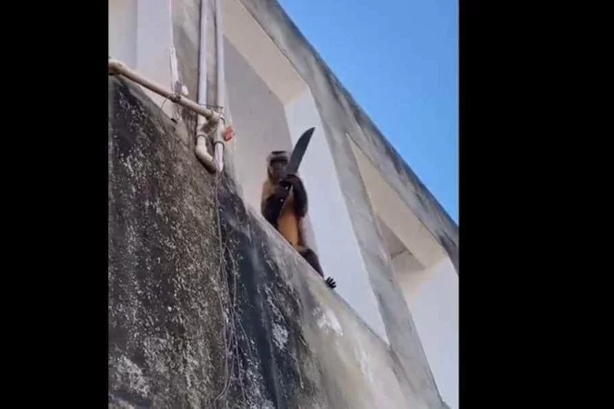 Macaco flagrado ‘amolando faca’ em vídeo é capturado na cidade de Corrente