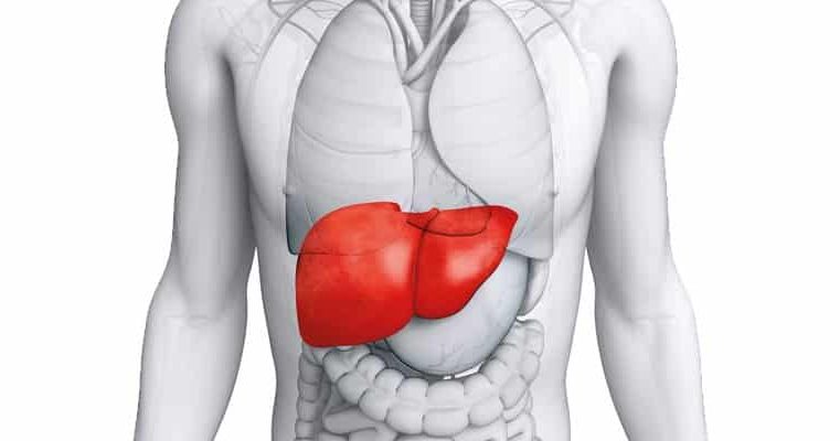 Cientistas realizam transplante após preservarem fígado fora do corpo por 3 dias